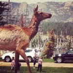 Colleen Mayer Nelson - @nelsoncm13 - Instagram