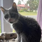 Colleen McLellan - @wildtigger1961 - Instagram