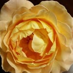 Colleen McRae - @mcrae2276 - Instagram