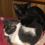 Colleen Ray - @adventuresofcharlieandcoconut - Instagram