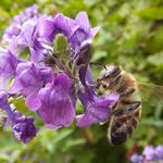 Colleen Roy - @colleens_bees - Instagram