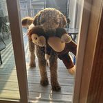 Colleen Cagney Russo - @cmerusso - Instagram