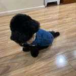 Colleen Townsend - @moodlefrankiewinchester_ - Instagram
