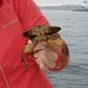 coconut jerky - @colleentucker - TikTok