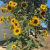 Colleen Eaton-Gambaro Valley - Facebook