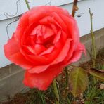 Colleen Vickers - Facebook