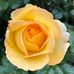 Colleen Webb - Facebook