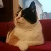 ColleenWebb - @nataszwgedi - TikTok