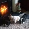Collette Charles - @collette.charles - TikTok