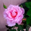 Collette Williams652 - @collettewilliams66 - TikTok