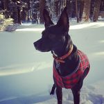 Collie Smith Benhamou - @collieforniadreamin - Instagram