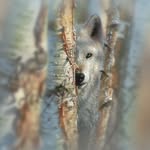 Collin Bogle - @collinboglenatureart - Instagram