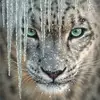 collinboglenatureart - @collinboglenatureart - TikTok