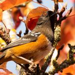 Collin Boyd - @birdsbycollin - Instagram