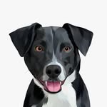 Bam Elzoor | Border Collie + Rat Terrier Mix - @bambamelzoor - Instagram