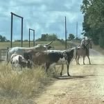 Collin Burgess - @cb_buckingbulls - Instagram