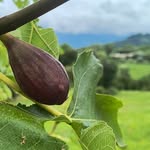 Colli di Caneva - @colli_di_caneva - Instagram