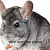 Chinchilla - @collincarpenter3 - TikTok