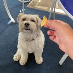 Collin Chambers - @collinchambers8 - Instagram