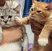 Collin Chan - Facebook
