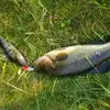 bass Fisher - @collinschase0 - TikTok