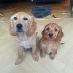 Collin & Cooper - @collinandcooper - Instagram