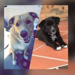 Turbo+Diesel    ColliexKelpie🐾 - @turboxdieselx - Instagram