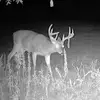 🦌Collindougherty🦌 - @milk.god68 - TikTok
