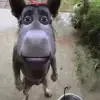 collindoyle810 - @collindoyle810 - TikTok