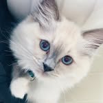 Colin Everett The Ragdoll - @colin.ragdoll - Instagram