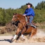 Colin Fitzpatrick - @fitzpatrickperformancehorses - Instagram