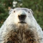 Collin Fox - @collin_fox68419 - Instagram