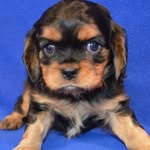 Collin George Hartenberger - @superseadog - Instagram