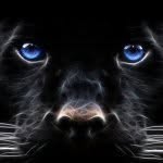 Collin Hebert - @mrpanther2003 - Instagram