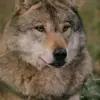 holmancollins - @holmancollins - TikTok