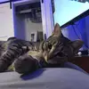 collinlarkin438 - @collinlarkin438 - TikTok