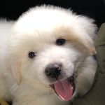 Collin Quigley - @tundrathegreatfluff - Instagram