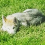 Collin Rodgers - @collin_rodgers1 - Instagram