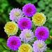 Collins Tangen - Facebook