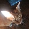 collinwatsonn - @thegangster_kitties - TikTok