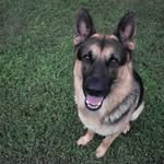 Werner | German Shepard - @wernercollinss - Instagram
