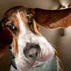 collinwhitesell - @cwhitesell95 - TikTok