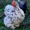 collinwilkinson71 - @collinwilkinson71 - TikTok