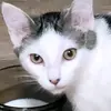 Collin Wun - @collin.wun - TikTok