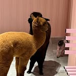 collin.yu - @collin.yu8 - Instagram
