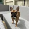 Star’s little adventures - @bevcollinscook - TikTok
