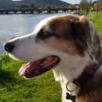 colm connolly - @musicmoviesmydog - Instagram
