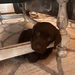 Colonel Beaufort Jones - @bodiethebeachdog - Instagram