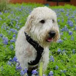 Colonel Sanders - @colonelsandersdog - Instagram