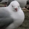 Colonel Sanders - @mrfing3rlickingood - TikTok